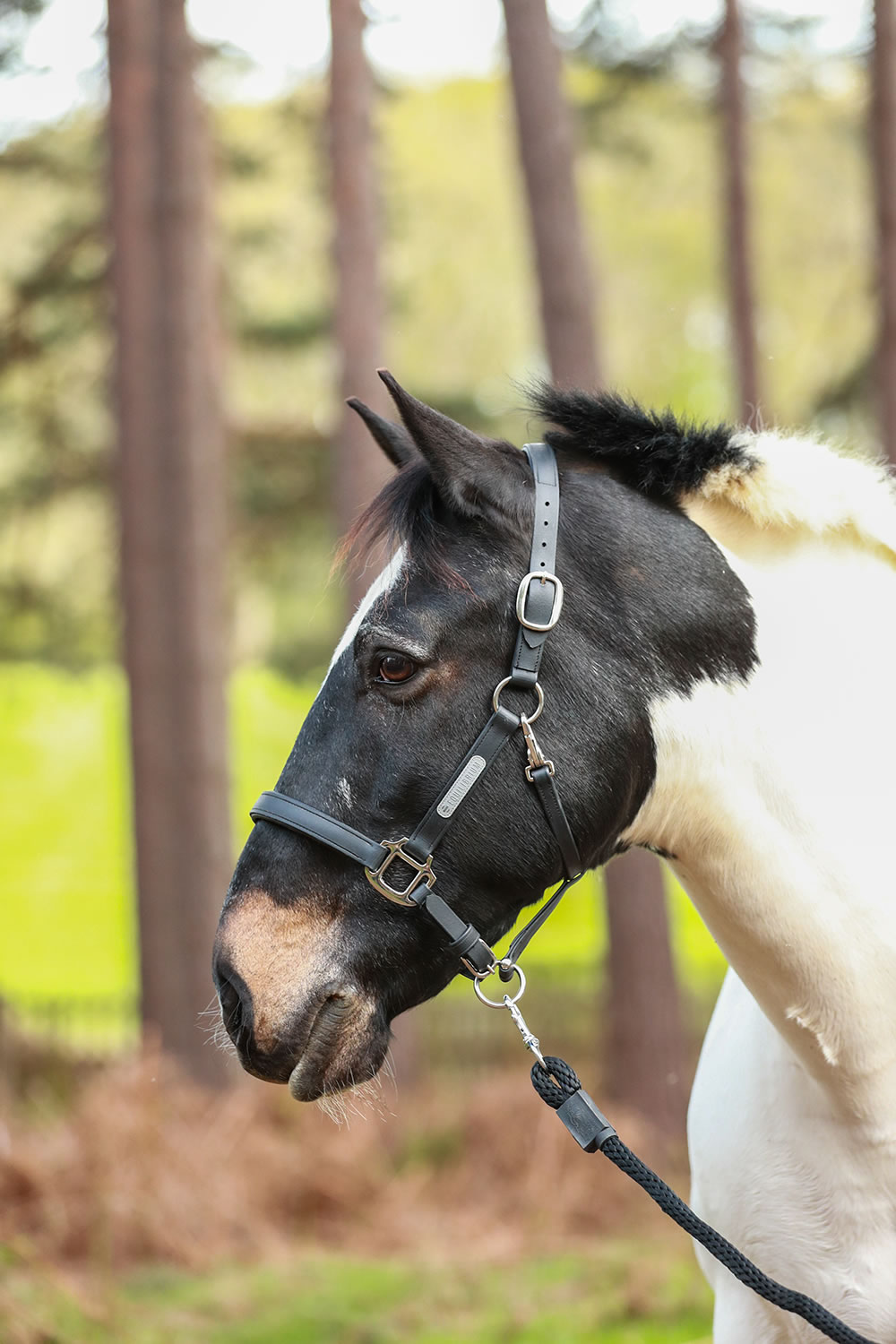 Equilibrium Stellar Headcollar – Black Headcollars & Lead Ropes Equilibrium Stellar Headcollar - Black