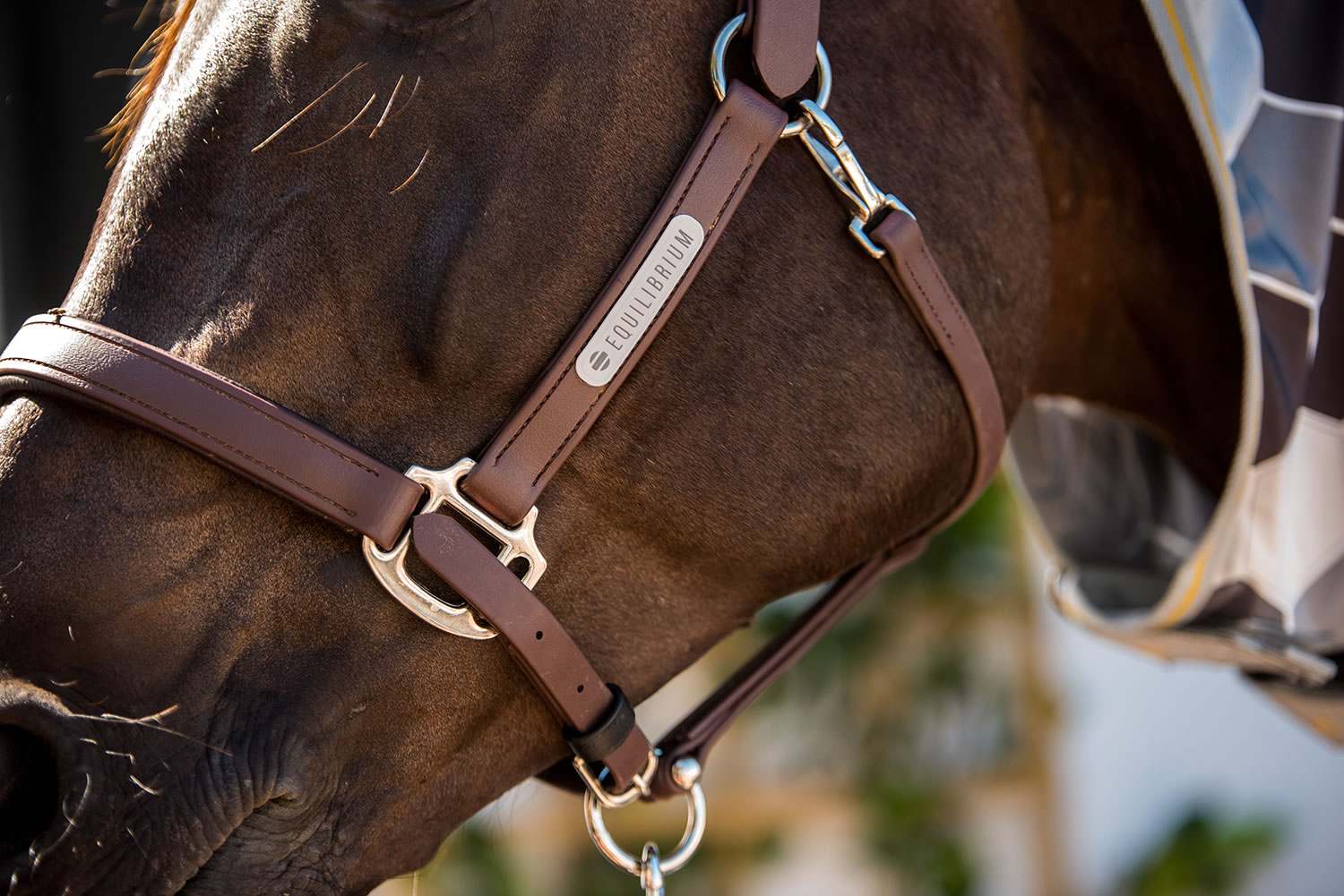 Equilibrium Stellar Headcollar – Brown Headcollars & Lead Ropes Equilibrium Stellar Headcollar - Brown