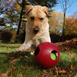 Jolly Pets Teaser Ball Red - 6"