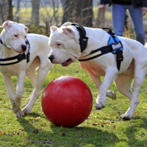 Jolly Pets Push-N-Play Red - 14"