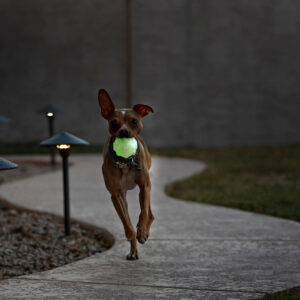 Jolly Pets Jolly Jumper Glow - 4"