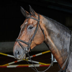 Whitaker Ready To Ride Flash Bridle - Black