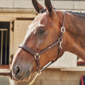 Whitaker Ready To Ride Leather Headcollar - Havana