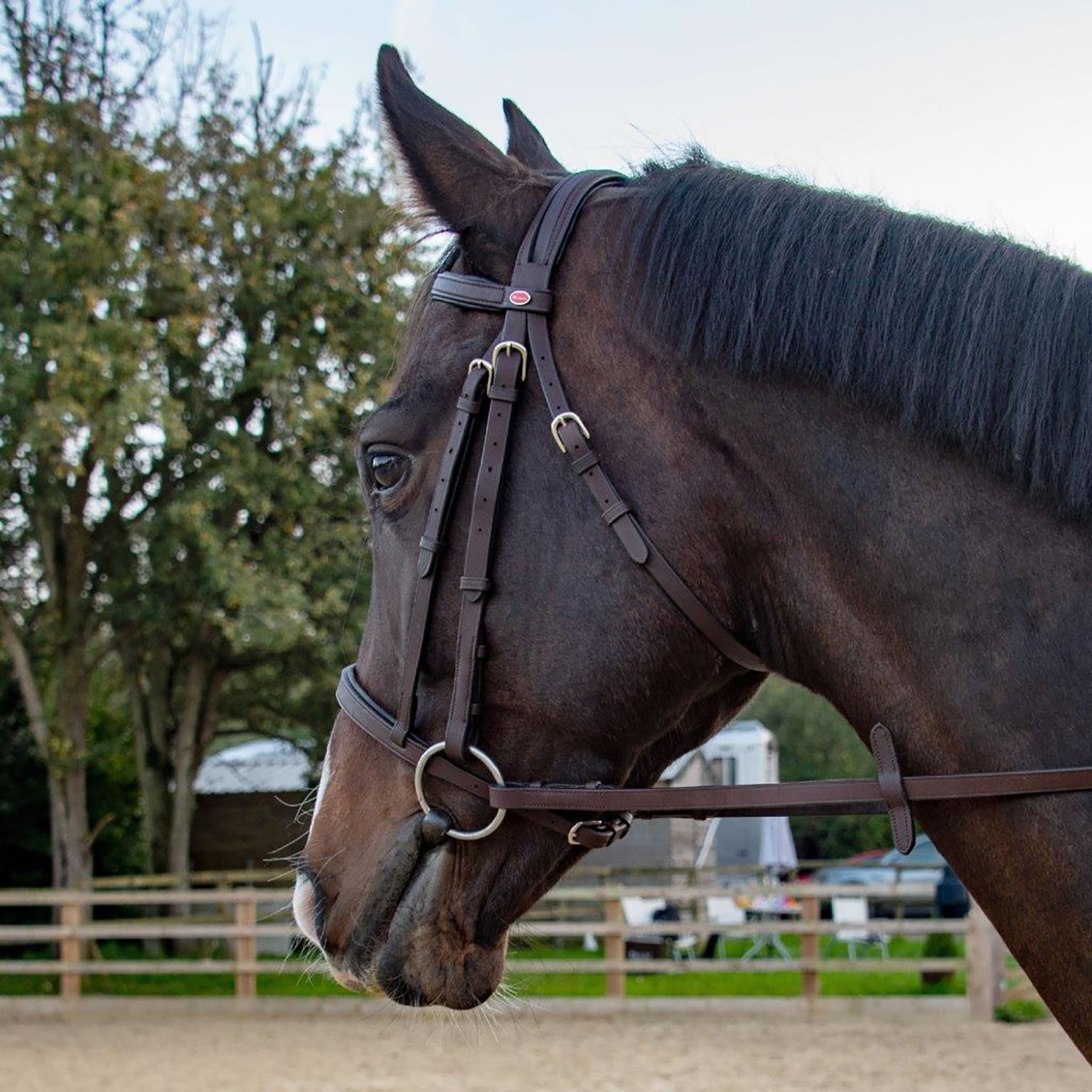 Whitaker Ready To Ride Snaffle Bridle – Havana Bridles Whitaker Ready To Ride Snaffle Bridle - Havana